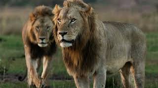 3 Sankai  Rekero Pride Male Lions  10 December 2023 [upl. by Enneyehc]