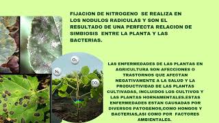 MICROORGANISMOS EN LA AGRICULTURA 1 4 [upl. by Ecirahs]