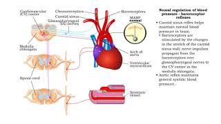 Neural regulation of blood pressure  baroreceptor and chemoreceptor reflexes [upl. by Yehudi]