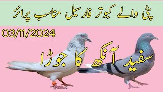 Patti wale kabootar for sale  Nadeem pigeon TV  WhatsApp 03006922452 [upl. by Annadal]