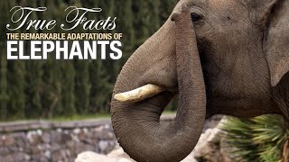 True Facts Elephants [upl. by Forkey]