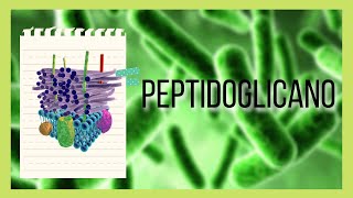 ¿QUÉ ES Y CUÁL ES LA FUNCION DEL PEPTIDOGLICANO [upl. by Anauqed]