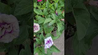 Late Summer Blooms in NE Zone 67 Double Purple Datura Zinnias Cardinal Cypress Morning Glory [upl. by Barram454]