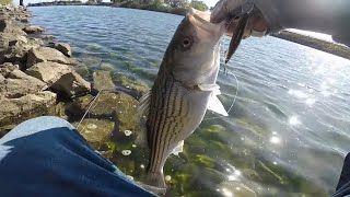 This is THE BEST Lure Of All Time For Striped Bass [upl. by Arenahs610]