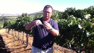 Harvest QampA Picking Kanonkop Pinotage [upl. by Anirahc]