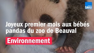 Joyeux premier mois aux bébés pandas du Zooparc de Beauval [upl. by Neisa668]