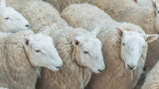 North Country Cheviot and Hill Cheviot Hoggs March 10th 2016 [upl. by Nodal]