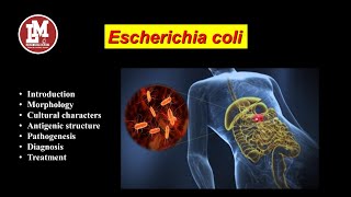 Escherichia coli E coli [upl. by Anaz560]