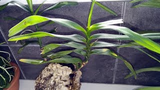 Angraecum viguieri problems and changing potting method [upl. by Kaja]