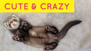 CUTE amp CRAZY Funny Ferret Clip Compilation [upl. by Aram]