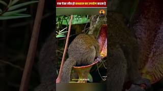 बाथरूम जाने वाला जानवर  animalfacts facts exoticfacts [upl. by Hpejsoj]