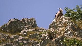 Scopri i grifoni del canyon del fiume Uvac e le prelibatezze dellaltopiano di Pešter in Serbia [upl. by Bausch910]