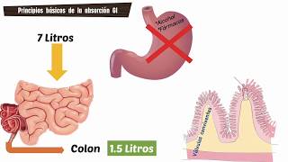 Cap 65 Digestión y absorción en el tubo digestivo [upl. by Eeruhs]