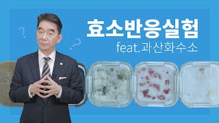 똥기사 TV 효소반응 실험  with 과산화수소수 [upl. by Rihsab]