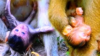 Please God Baby monkey falls from a tall tree seriously injured causing the monkey to panic [upl. by Olen]