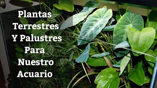 🔵 Plantas Terrestres Y Palustres Para Acuario Acuarios MB [upl. by Aivatnohs]