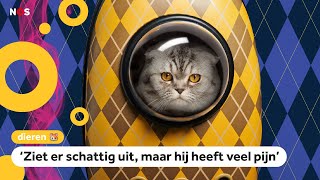 Zorgen om katten met gevouwen oortjes door nieuwe film [upl. by Hills]