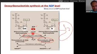 Synthesis and regulation of deoxynucleotide for DNA by Ribonucleotide reductase USMLE Step 1 [upl. by Ericksen484]