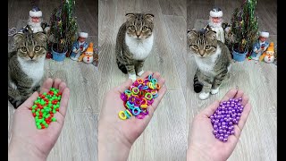 Cat Marbles Satisfying Reverse Video ASMR Funny Video [upl. by Zoe]