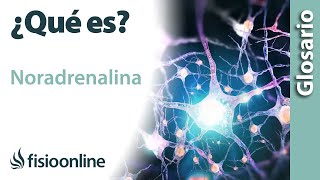 NORADRENALINA  Qué es qué órgano la segrega efectos en qué estructuras del cuerpo actúa [upl. by Limaa727]