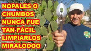 NOPALES HERRAMIENTA para LIMPIARLOS FÁCIL Y rápido✅ CÓMO LOS COSECHAMOS Y COMEMOS [upl. by Sueaddaht468]