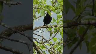 Black Feathered Beauty The Common Blackbird shorts [upl. by Eimat621]