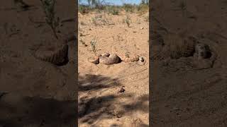 Rattlesnakes Getting It On In The Sand [upl. by Sivraj]