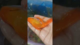 No eyes fish 🥲🐟 subscribe fish 😱😔 [upl. by Dorene77]