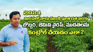 chilli మిరప లో మొదటి 6 స్ప్రే లు కొమ్మ కుల్లుడు dieback మచ్చతెగులు జెమినీ వైరస్ ముడుత  mirchi [upl. by Eardnoed]