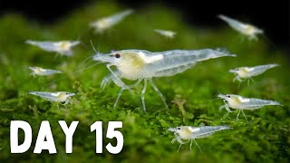 BREEDING Shrimp How Many in 30 Days [upl. by Esserac460]