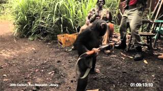 RISE OF THE PLANET OF THE APES  Viral Video Ape With AK47 [upl. by Sathrum]