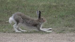 Mountain Hare Stretching  Northern Sweden Wildlife Yoga  Lepus timidus [upl. by Sidwell]