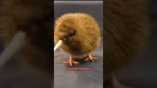 Kiwi Bird The Adorable Flightless Wonder of New Zealand  Part 2 kiwi nature [upl. by Ennayt]