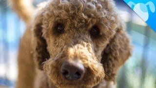 Labradoodle Facts [upl. by Evyn]