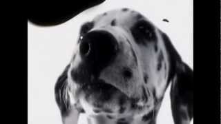 102 Dalmatians  Digga Digga Dog [upl. by Lai70]