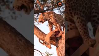 LEOPARDS ARE FIGHTING FOR PREY [upl. by Jillayne]