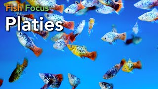 Fish Focus  Platies [upl. by Polk]