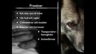 Proteiner [upl. by Mihar]