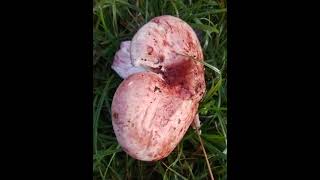 Hygrophorus russula paonazzo lardaiolo rosso mushroom nature [upl. by Zapot]