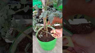 DO THIS with tomato 🍅 plants  Tips to get lots of Tomatoes [upl. by Kcaj345]