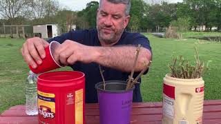 Potting ELDERBERRY CUTTINGS [upl. by Ingmar583]