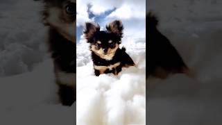 Dog In The Heaven Heaven Dog Doglover Dogs Dogshorts Kidsvideo Cartoon [upl. by Evans]