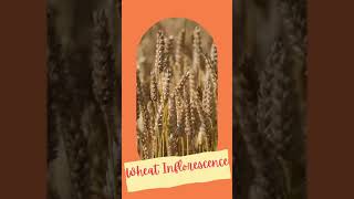 Inflorescence of Wheat II Floral biology of cereals II Seeds of cereals II Spikelet youtubevideos [upl. by Attenreb]