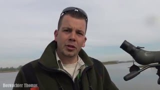 VLOG 4 Zeearenden nieuws Biesbosch 2016 [upl. by Ymassej230]