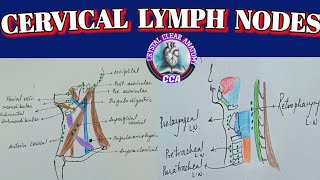 CERVICAL LYMPH NODES । Anatomy of cervical lymph nodes। Virchows Lymph node [upl. by Ermanno790]