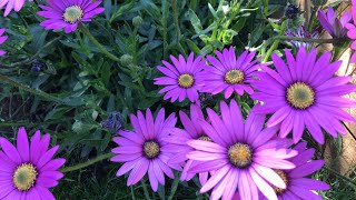 How to Propagate Osteospermum How To Take Cuttings of Osteospermum Cape Daisy Plant Propagation [upl. by Phia]