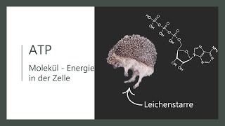 Energiestoffwechsel Wie bekommt die Zelle Energie  Molekül ATP  Adenosintriphosphat [upl. by Dnaltiac]