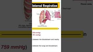 Internal Respiration Explained  A Clear Explanation of the Process with Visuals [upl. by Kerred902]