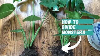 How to Divide Monstera  Monstera Propagation  How to Propagate Monstera  Monstera Deliciosa [upl. by Kafka873]