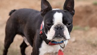 Boston Terrier vs Mirror Hilarious Reflection Reactions [upl. by Araminta]